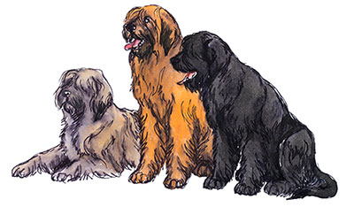 Briard illustration