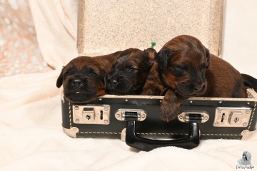 16 days old briard puppies