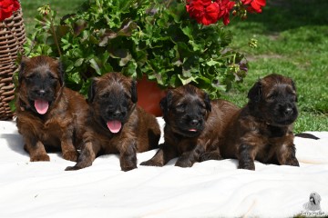 24 days old briard puppies