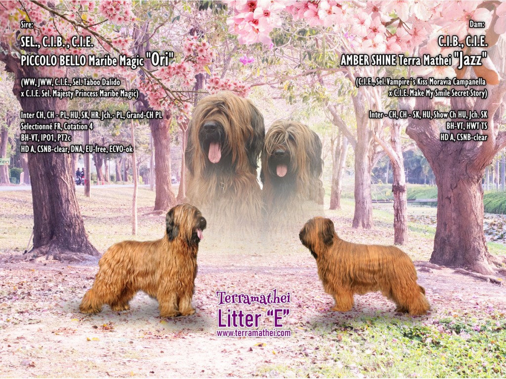Puppies - Litter E in the end of May 2023