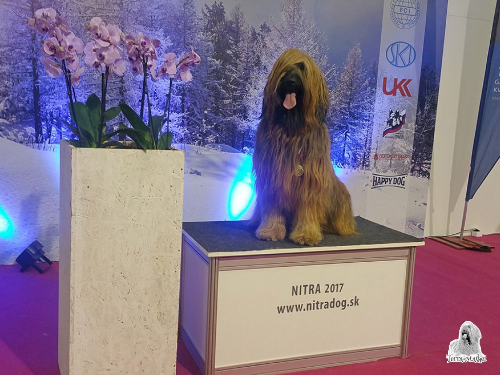Nemzetközi kutyakiállítás, Nyitra
