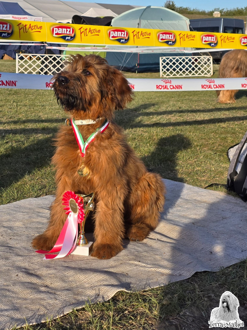 Gemma Lyra Terra Mathei – prvá výstava nášho briard šteňaťa!